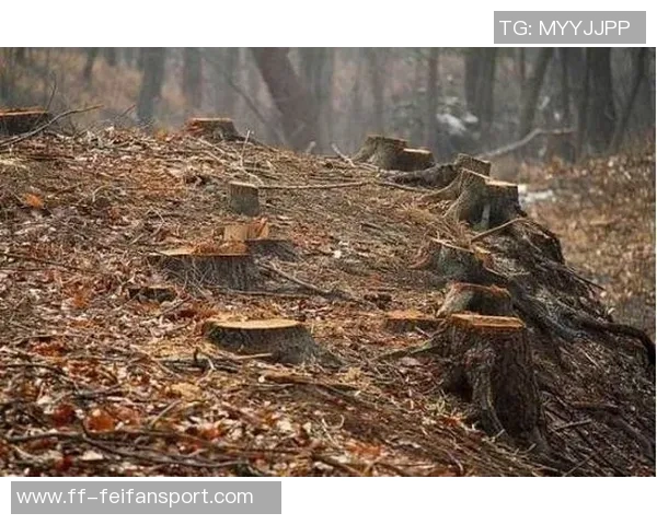 篮网队薪资危机加剧蒂米无保障合同怀特黑德仅330万保障球员面临困境