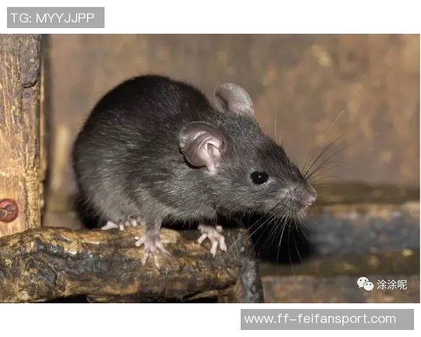 库尔图瓦谈老鼠事件表示绝不会伤害小动物将其安全放生 库尔图瓦谈老鼠事件表示绝不会伤害小动物将其安全放生